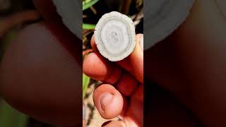 cutting open a Rock of the Hot Springs Saturnia Italy rockhounding geology banded [upl. by Arlin]