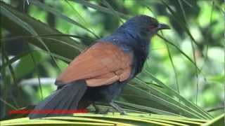 Crow Pheasant  Greater Coucal  Centropus Sinensis Bird [upl. by Harras]