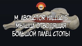 Мышца отводящая большой палец стопы m abductor hallucis 3D Анатомия [upl. by Lumpkin476]