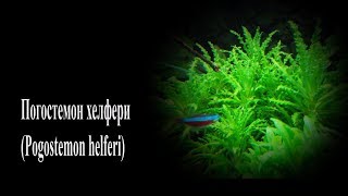 ПОГОСТЕМОН ХЕЛФЕРИ Pogostemon helferi [upl. by Enaoj639]