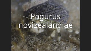 Pagurus novizealandiae [upl. by Emmalyn]