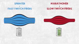 Easy Illustration of Muscle Fibre Types [upl. by Cannon]