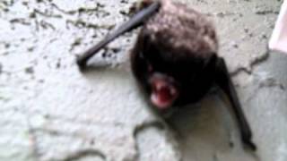 Live bat hissing at camera [upl. by Retrop]