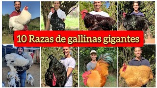 Las 10 razas de gallinas gigantes mas grande del mundo [upl. by Amerak575]