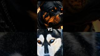 PITBULL VS SIBERIAN HUSKY ROTTWEILER GERMAN SHEPHERDBITE FORCE [upl. by Xet]