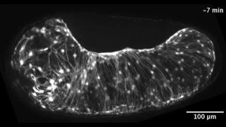 ZEISS ApoTome Tribolium extraembryonic tissue rupture and withdrawal [upl. by Morena664]