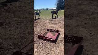 How to manage horse poo on a dry lot 🐎 💩 paddockblade [upl. by Nhguaval897]