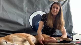 Canine Psoas Palpation amp Stretching [upl. by Hayes]