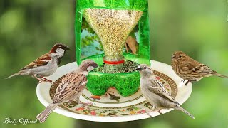 How To Make A Bird Feeder  DIY Homemade Plastic Bottle Bird Feeder [upl. by Fatima]