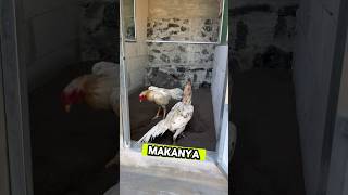 Lepasin ayam plucker ke kandang ayam ternakayam [upl. by Goulder73]