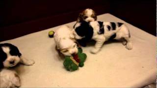 Cocker Spaniel Puppies  4 weeks old [upl. by Stolzer]