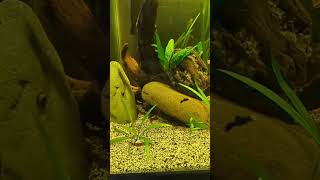 swordtail fry khuli loaches otocinclus corydoras and shrimp aquarium communitytank aquascape [upl. by Alenoel]