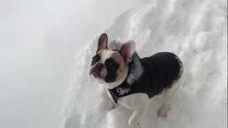 Labrador Retriever Helps French Bulldog In Snow [upl. by Button]