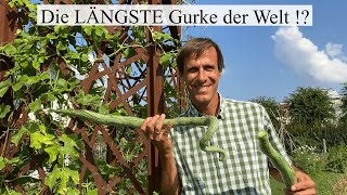 Die 15 Meter lange SchlangenhaarGurke 🥒😲 Gemüseraritäten im Portrait Teil 1 [upl. by Consuela14]