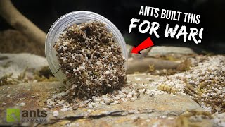 FIRE ANTS vs BLACK ANTS Another Ant War [upl. by Naitsirc]