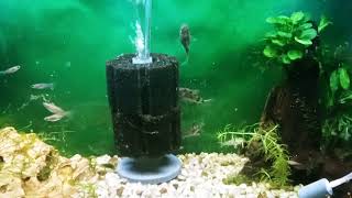 Peppered Corydoras Population Increased 67 In 10 Gallon Wild Guppy Tank [upl. by Deonne]