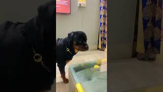 youtubeshorts rottweiler rotter pets rottw doglover rotts [upl. by Jonie]