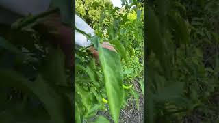 Acı biberler 🌶️ pepper plant garden planting food village gardening [upl. by Oric945]