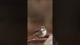 Golden crowned Sparrow Eating birds birdsounds birdslover nature wildlife animals [upl. by Aryn]