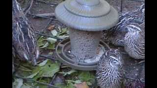 raising quail on a budget [upl. by Stalk]