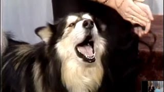 Singing Dog Contest on Johnny Carsons Tonight Show 1987 [upl. by Henning]