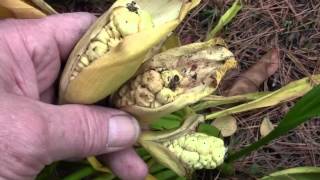 HARVESTING CALLA LILY SEED PODS [upl. by Shifra]