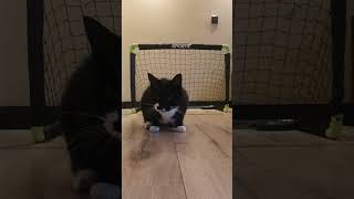 Wanneer je kat van voetbal houdt [upl. by Nay]