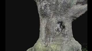 Photogrammetry of an ancient oak found in the Bradgate Park Leicester [upl. by Iraj]