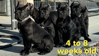 Cane Corso PUPPIES 4 to 8 weeks old shenanigans canecorso dogtraining dog [upl. by Lindley]