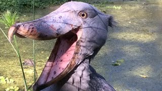 Crazy Shoebill Stork bites woman  Cheeky Shoebill [upl. by Davenport]