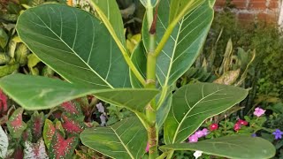 TRASPLANTE Y CUIDADOS FICUS LYRATA eloasisdesonia [upl. by Anits]