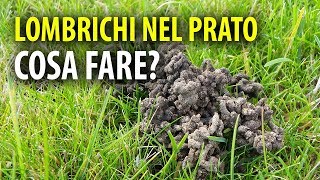 Lombrichi nel Prato Cosa Fare [upl. by Avihs]