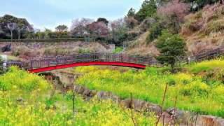 Jeju Canola Flower Festival 2017 [upl. by Vihs]