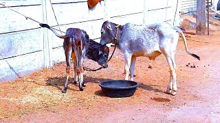 Playful Baby Cows gives the Cutest Love and Care 🐮 [upl. by Nap]