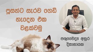 පූසන්ට සැරව ගෙඩි හැදෙන එක වළක්වමු Preventing cat abscesses Dr Anura Dissanayaka cat dog [upl. by Atem]