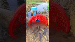 Survival Skills SIMPLE and USEFUL with PVC Fish trap survival shrots camping bushcraft skills [upl. by Keefer]