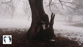 Quercus Robur 4K MICHAL MALACHOVSKÝ [upl. by Bride]