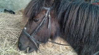 How to make a bitless bridle form a bitted cavesson bridle [upl. by Jecon]