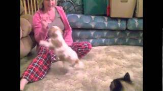 CAVALIER TRAINING SESSION teach your puppy to sit [upl. by Ylenats]