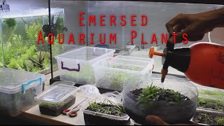 Emersed Aquarium Plants  Setup [upl. by Aramot]