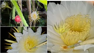 Dragon Fruit pollination Dragon Fruit Training amp Farming  Kokborok vlog Video [upl. by Enilorac]