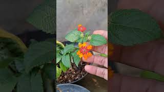 Bunga Lantana flowers lantana plants [upl. by Eeroc]