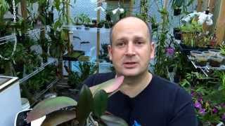 ORCHID KEIKIS HOW AND WHEN TO REMOVE AND REPOT ORCHID KEIKIS [upl. by Lerraf624]