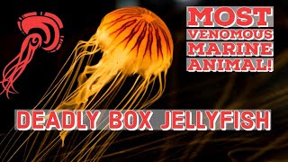 Deadly Box Jellyfish 15 Amazing Facts About the Box Jellyfish [upl. by Kinsler]