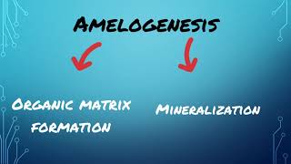 AMELOGENESIS [upl. by Iain]