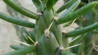 Austrocylindropuntia subulata Oveska Ojekiska Kaktus PflanzenDerWüste Cactus [upl. by Lacagnia]