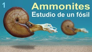 Ammonites una historia del Cretácico divulgación científica [upl. by Bartlett]