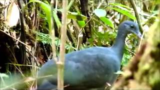 Secretive Black Tinamou Tinamus osgoodi hershkovitz [upl. by Fayola]