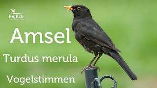 Vogelstimmen So singt die Amsel [upl. by Asilej]