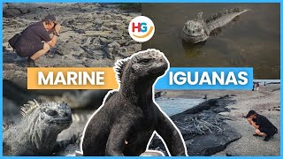 Galapagos Marine Iguanas Facts  Why do marine iguanas shrink in size🤔✨ [upl. by Supple80]